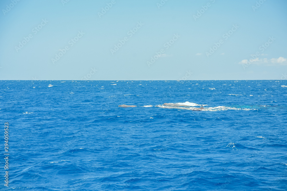 Whalewatching with sperm whales