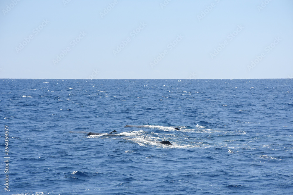 Whalewatching with sperm whales Whalewatching with sperm whales