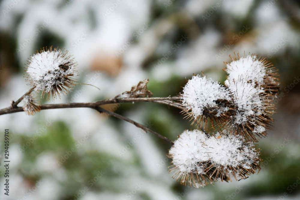 A twig with dried bures covered with snow A twig with dried bures covered with snow
