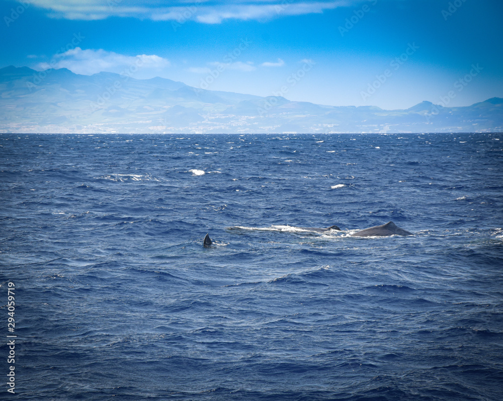 Obraz premium Whalewatching with sperm whales