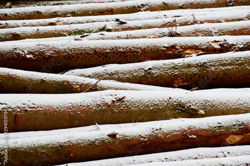 A stack with sawn tree trunks powdered with snow photo