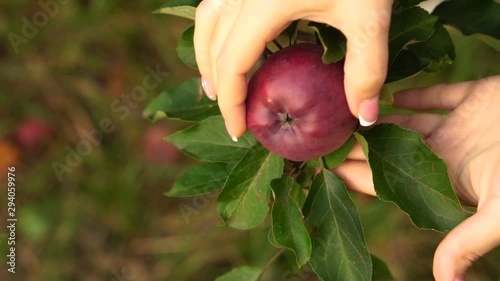 Inspection of growing apples on the apple tree, slow motion shot. Female hands touch ripe apples on an apple tree growing in the garden.