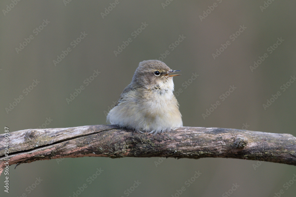 Fototapeta premium Zilpzalp
