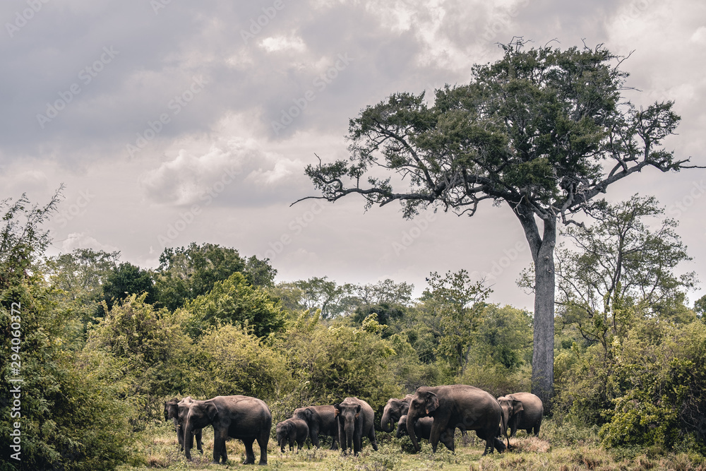 familia de elefantes entre arboles