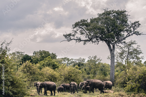 familia de elefantes entre arboles