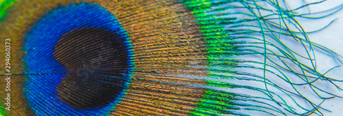 Close up of a peacock feather