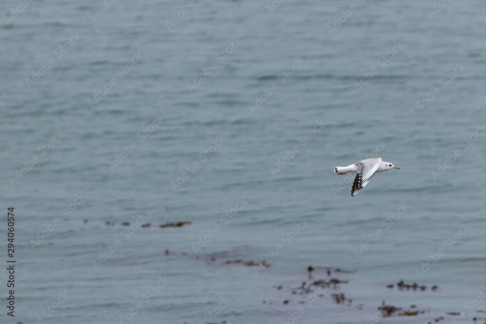 Gaviota Cahuil volando rauda sobre el mar.