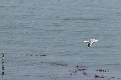 Gaviota Cahuil volando rauda sobre el mar.