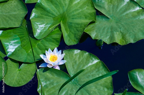 Water lily flowers