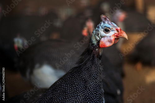 guinea fowl
