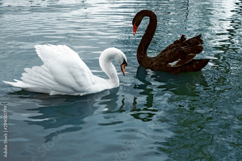 Two beautiful swans