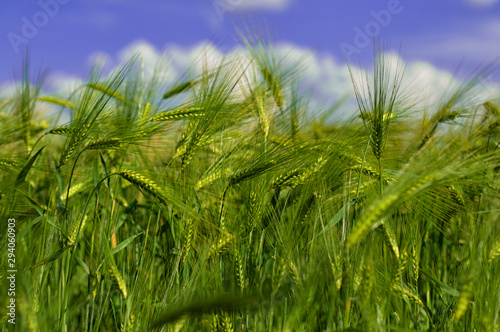 Green fields of wheat