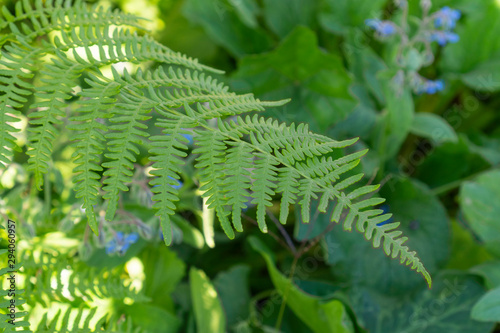 Green fern branches close up on a sunny summer day photo