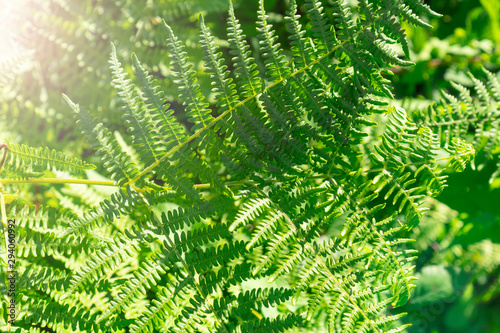 Green fern branches close up on a sunny summer day photo