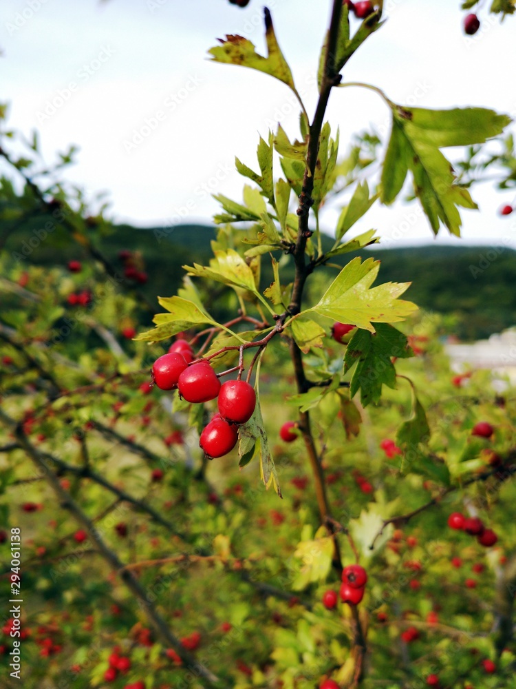 Hawthorn. Red autumn berries - Crataegus monogyna, known as common hawthorn, oneseed hawthorn, or single-seeded hawthorn Hawthorn. Red autumn berries - Crataegus monogyna, known as common hawthorn, oneseed hawthorn, or single-seeded hawthorn