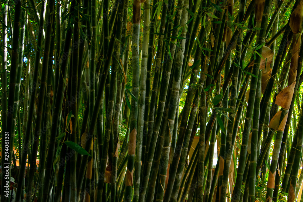 Fototapeta premium Jardin Majorelle Gardens in Marrakech, Morocco. Tropical plants and cactus 