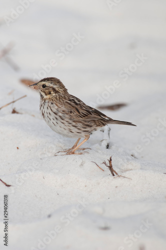 bird on the beach © joemeyer