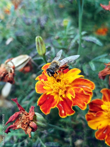 Honey bee on yellow flower collect pollen. Beautiful yellow and red flowers in the garden, in a natural light.  African marigold , Aztec marigold , Saffron marigold, Tagetes erecta © dianacoman