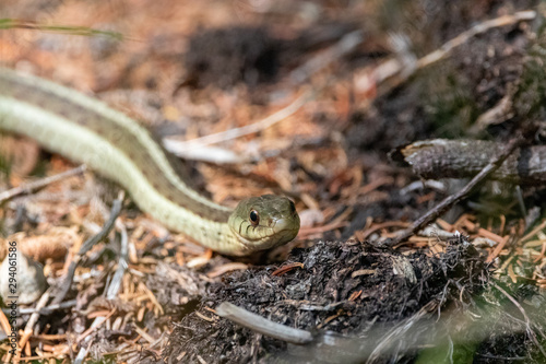 Eastern Garter Snake on hiking trail