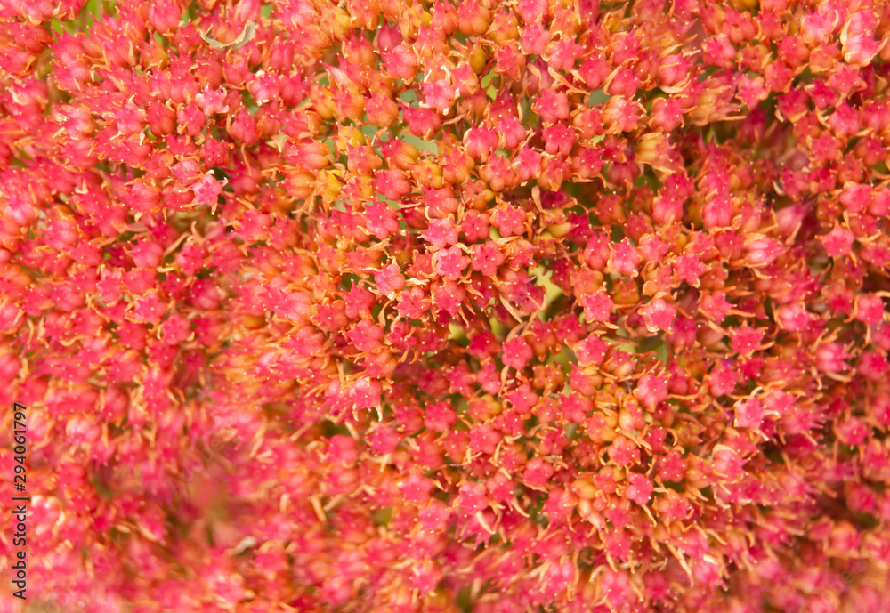 Stonecrop Stonecrop