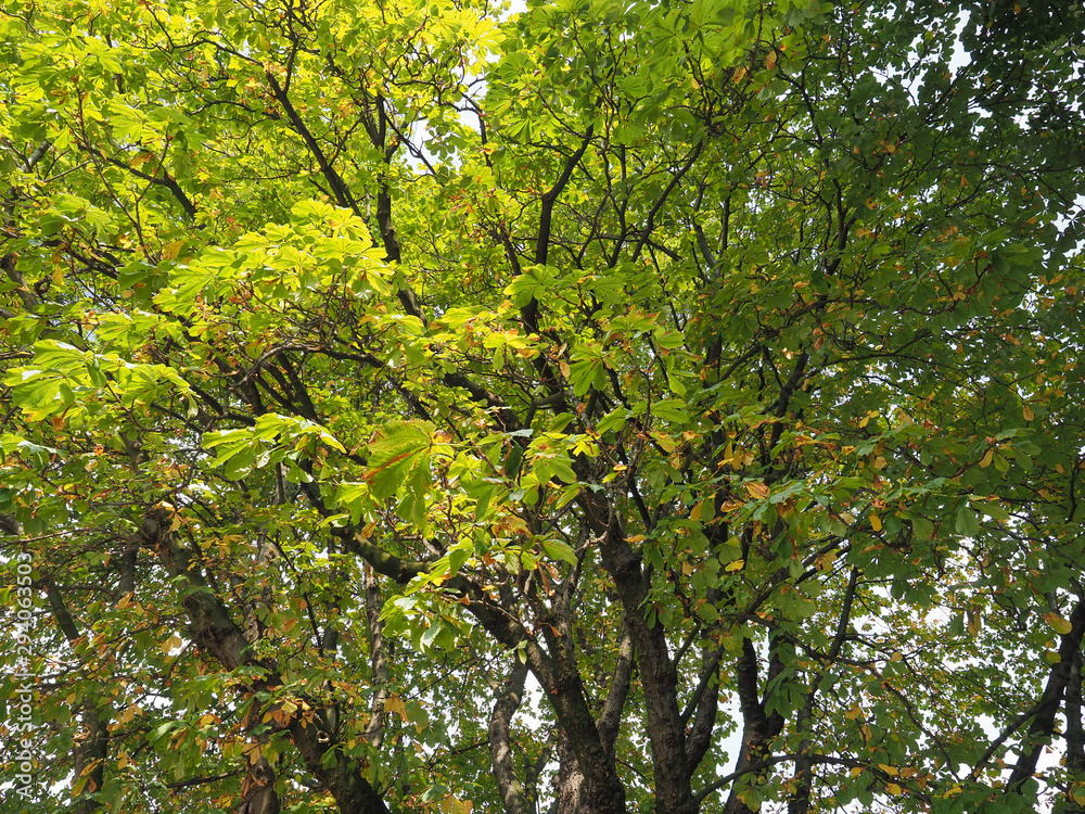 horse chestnut (Aesculus hippocastanum) Conker tree