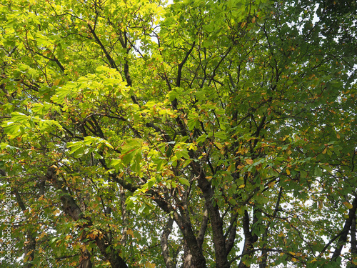 horse chestnut (Aesculus hippocastanum) Conker tree
