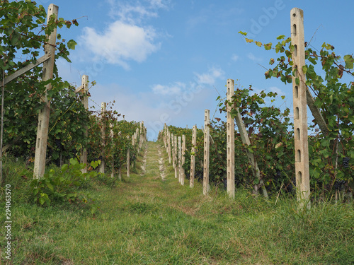 ripe grapefruit in grapevine