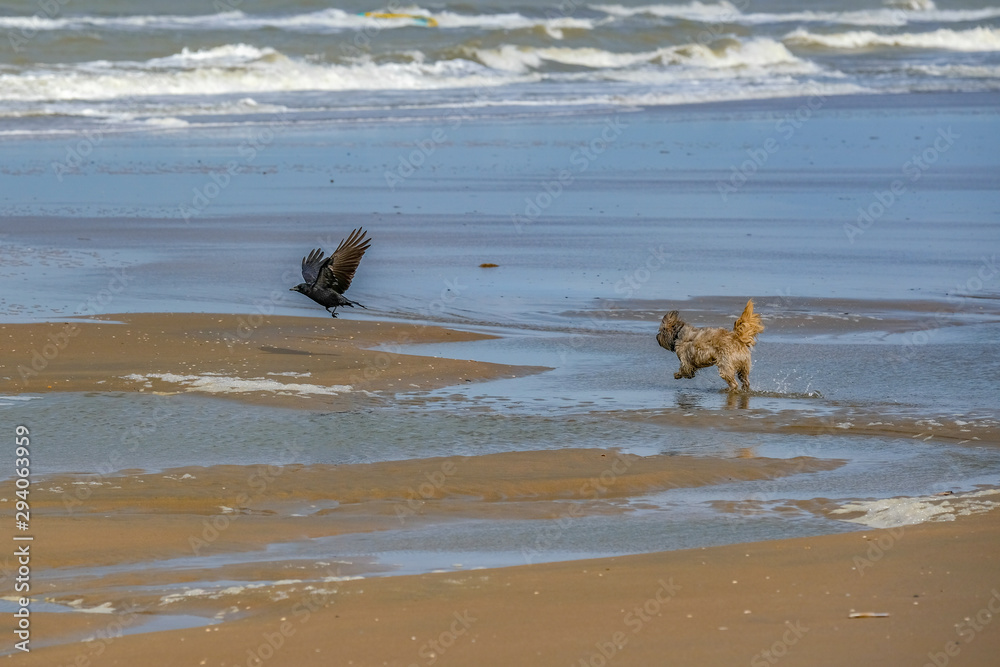 Hund jagt Vogel am Strand