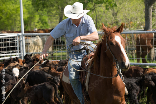 Cowboy roping cattle on horseback