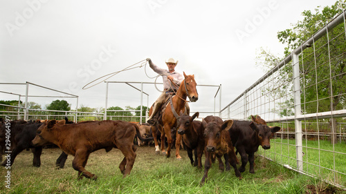 Photography Cowboy roping calves