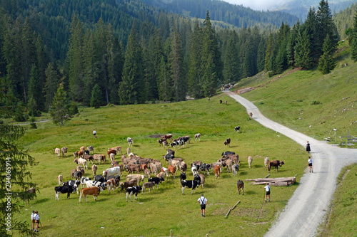 viehscheid im kleinwalsertal photo