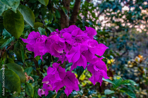 purple flowers in the garden