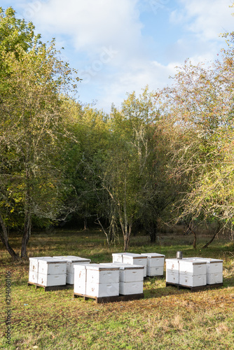 vertical shot of white beehives in a woodsy field © pat