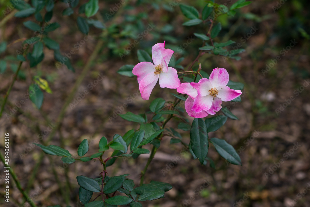 Two Pink Carolina Flowers In A Nature Setting Two Pink Carolina Flowers In A Nature Setting