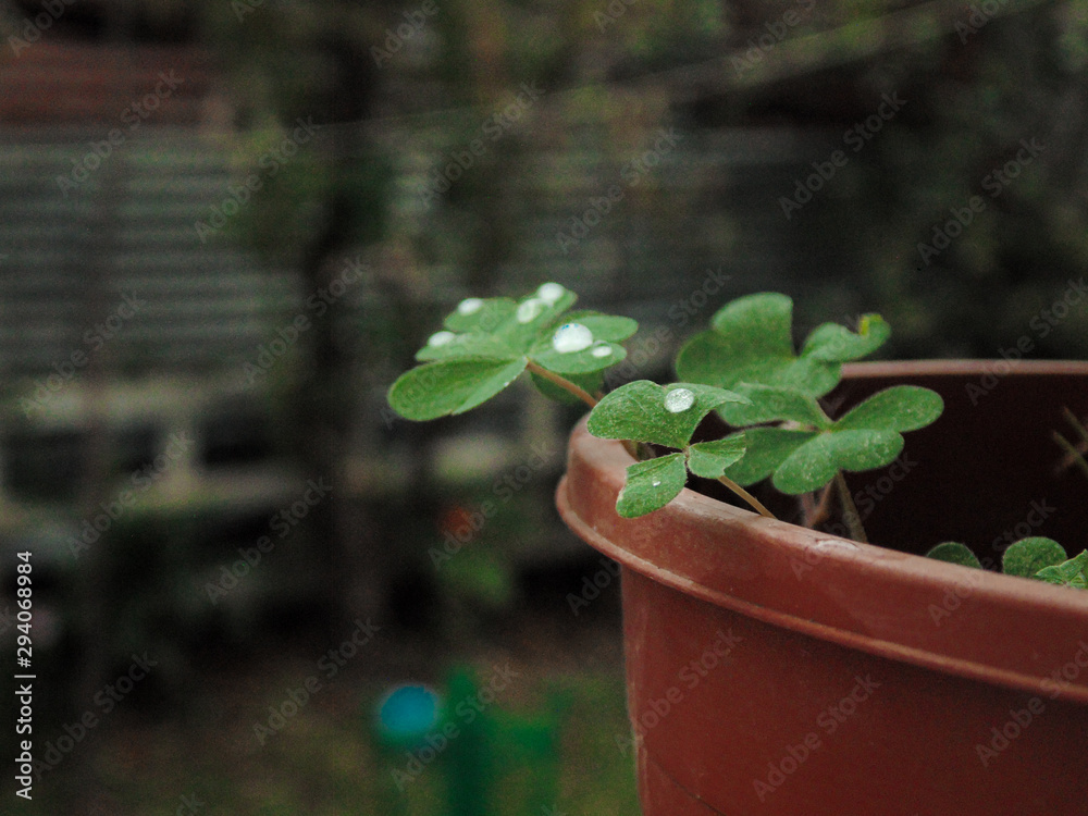 plant in a pot plant in a pot