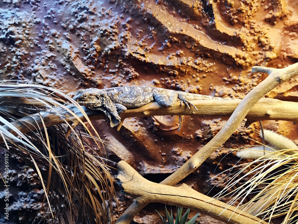 Fototapeta premium Frilled-necked lizard (Chlamydosaurus kingii), also known commonly as the frilled agama, frilled dragon or frilled lizard, resting on a wood.