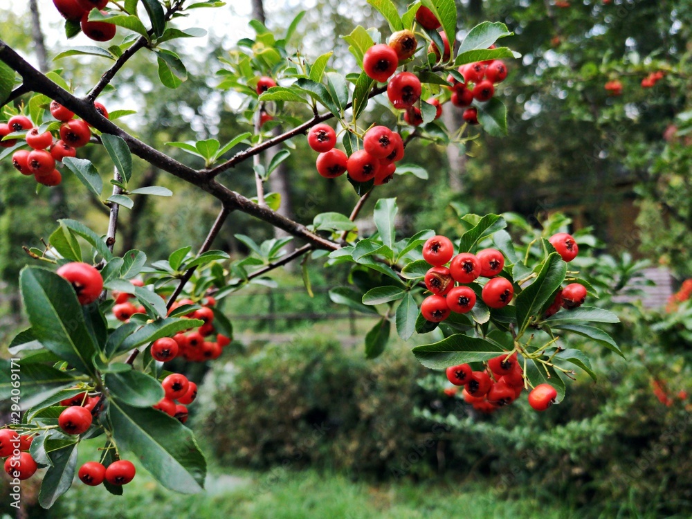 Scarlet firethorn. Red autumn berries  - Buisson ardent , Firethorn , Pyracanth,  Buisson ardent, Firethorn, Pyracanth, Scarlet firethorn, Pyracantha