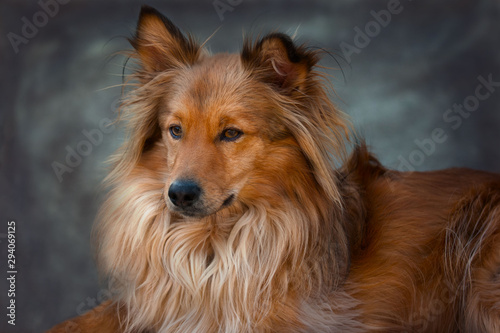 Sheltie, collie, dog, portrait