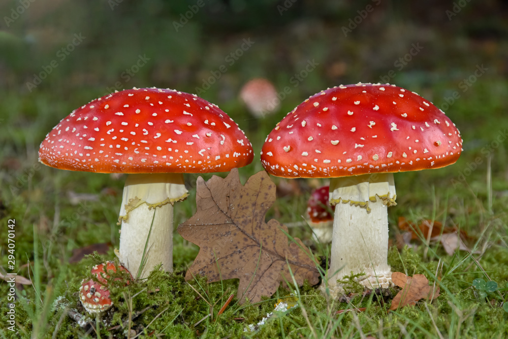 Fliegenpilz Paar Zwillinge giftig rot Wald Herbst Pilze frisch schön Fliegenpilz Paar Zwillinge giftig rot Wald Herbst Pilze frisch schön