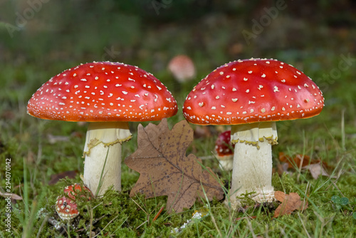 Fliegenpilz Paar Zwillinge giftig rot Wald Herbst Pilze frisch schön