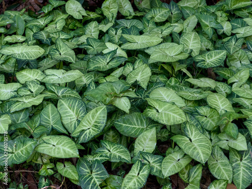  Syngonium podophyllum in nature viewed from above - texture and background photo