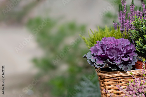 Autumn decoration plants background. Fresh violet ornamental cabbage plant (brassica oleracea) and heather plant (calluna vulgris) flowering in decorative pot. Fall garden decoration. Copy space. photo