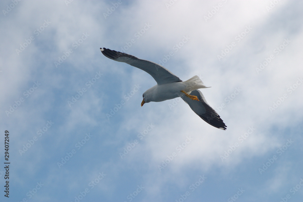Image of a black and white Seagull soaring in the blue sky Image of a black and white Seagull soaring in the blue sky