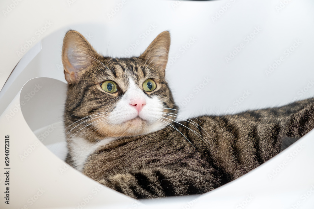 Domestic cat sits on a sheet of Whatman paper. A sheet of Whatman paper is trying to unwind into a pipe. The cat has a stern look that is directed to the side.