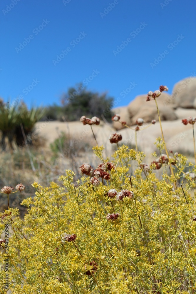 Sharing a single space in Joshua Tree National Park of the Southern Mojave Desert are these two native plant species, Eriogonum Fasciculatum, and Gutierrezia Microcephala.