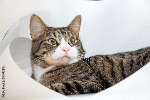 Domestic cat sits on a sheet of Whatman paper. A sheet of Whatman paper is trying to unwind into a pipe. The cat has a stern look that is directed to the side. © Roman