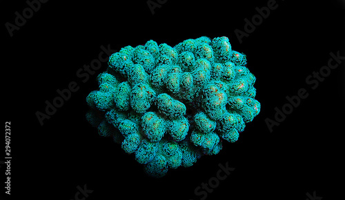 Stylophora (pocilloporidae) short polyps stony coral isolated in black background