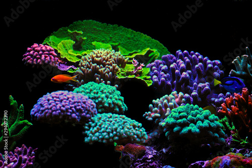 Fototapeta Naklejka Na Ścianę i Meble -  Dream Coral reef saltwater aquarium tank scene