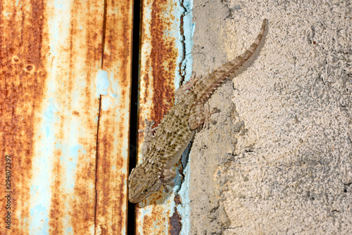 Mauergecko (Tarentola mauritanica) - moorish gecko photo