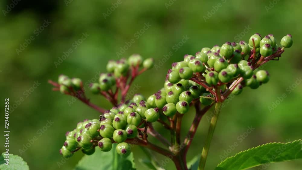 European Dwarf Elder unripe (Sambucus ebulus) - (4K) European Dwarf Elder unripe (Sambucus ebulus) - (4K)